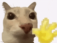 cat waving
